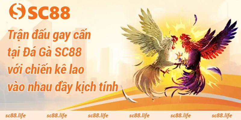 Trận đấu gay cấn tại Đá Gà SC88 với chiến kê lao vào nhau đầy kịch tính